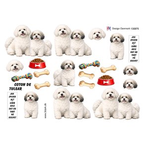 3D klippeark - Hunde; Bomuldshunde (Coton de Tulear)