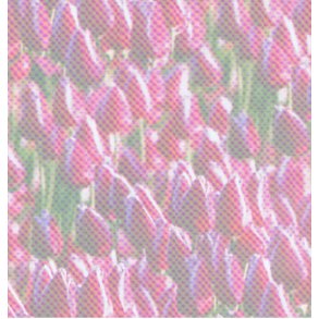 Vellum A4, blomster, tulipaner