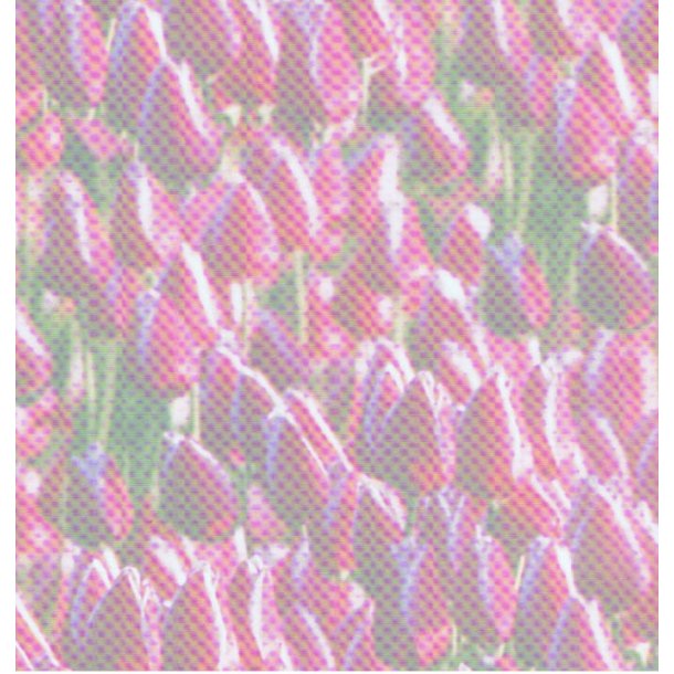 Vellum A4, blomster, tulipaner