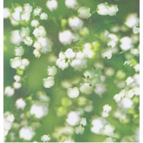 Vellum A4, blomster, grn