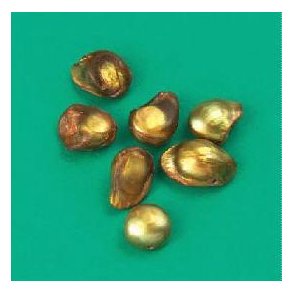 Ferskvandsperle 9-10mm 7 stk, guld