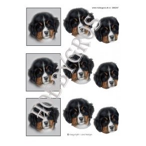 3D ark - Hund, Berner Sennen