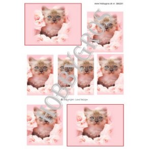 3D Pyramideark - Kat