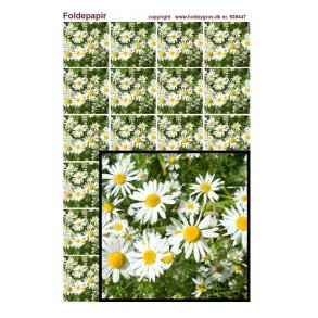 Foldepapir, blomst, marguriter