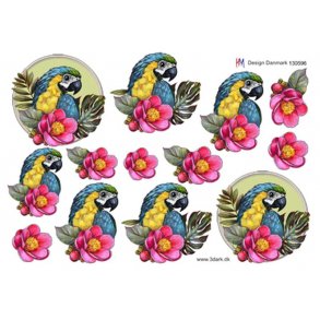 3D klippeark - Papegje i ramme